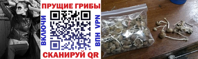 ссылка на мегу как зайти  Балей  Галлюциногенные грибы Psilocybe 